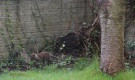 Fox Cub In Garden